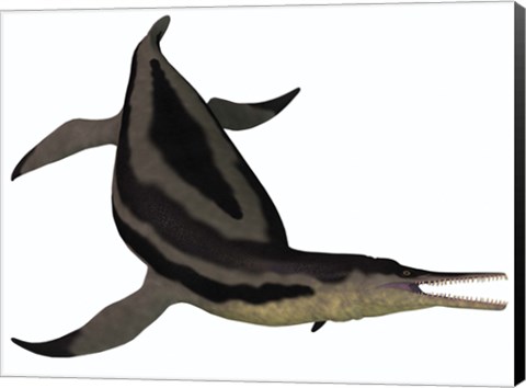Framed Dolichorhynchops, an extinct genus of short-neck Plesiosaur Print