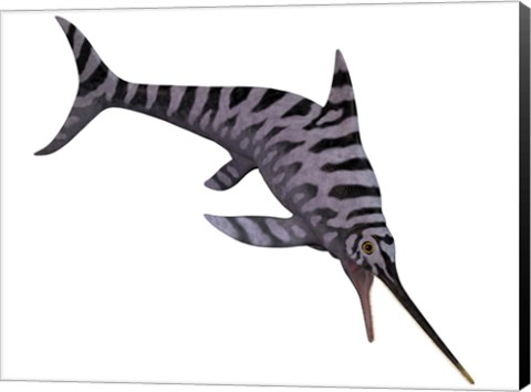 Framed Eurhinosaurus, an extinct genus of ichthyosaur Print