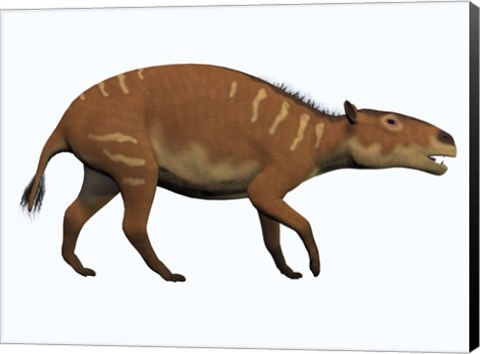 Framed Eurohippus, an extinct ancestor of the modern horse Print