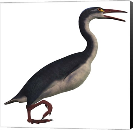 Framed Hesperornis, a genus of flightless birds from the Cretaceous Period Print