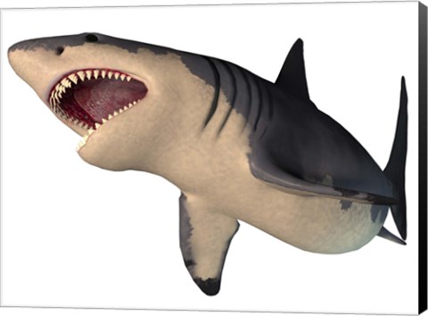 Framed Megalodon shark, an enormous predator from the Cenozoic Era Print