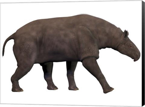 Framed Paraceratherium, an extinct rhinoceros-like mammal Print