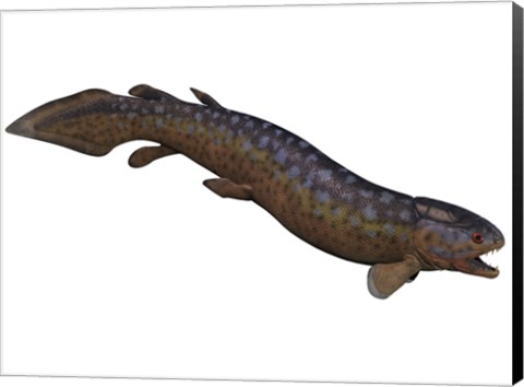 Framed Rhizodus, an extinct predatory lobe-finned fish Print