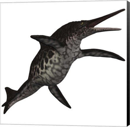 Framed Shonisaurus, a prehistoric ichthyosaur from the Triassic period Print