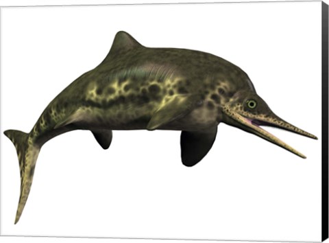 Framed Stenopterygius was an ichthyosaur from the Jurassic Period Print