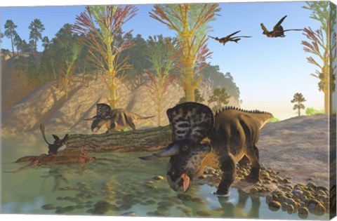 Framed Zuniceratops dinosaurs drinking water from a river Print