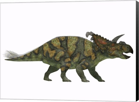 Framed Albertaceratops dinosaur from the Upper Cretaceous Era Print