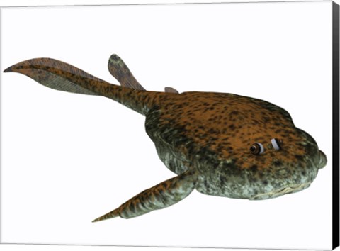 Framed Bothriolepis, a freshwater detritivore from the Devonian Period Print