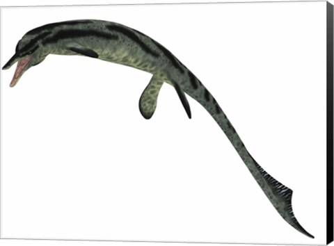 Framed Cymbospondylus, an early ichthyosaur from the Triassic Period Print