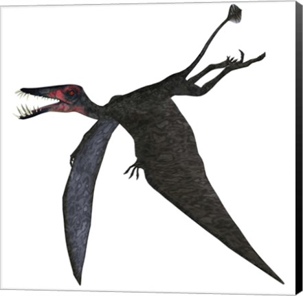 Framed Dorygnathus, a genus of pterosaur from the Jurassic Period Print