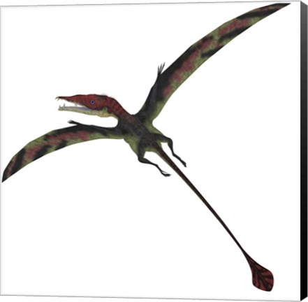 Framed Eudimorphodon, a pterosuar from the Late Triassic Period Print