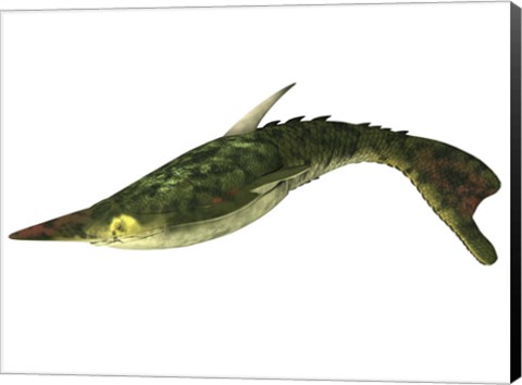 Framed Pteraspis is an extinct genus of jawless fish Print