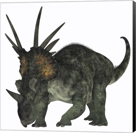 Framed Styracosaurus, a herbivorous ceratopsian dinosaur Print