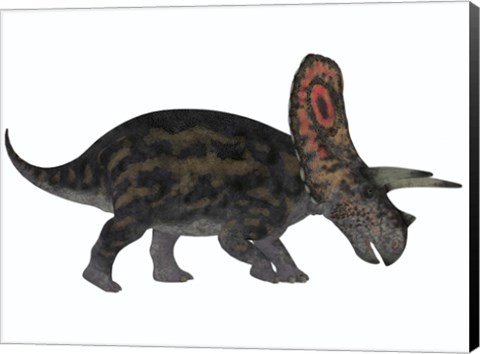 Framed Torosaurus, a herbivorous dinosaur from the Late Cretaceous Print