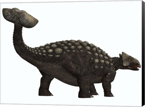 Framed Ankylosaurus, a heavily armored dinosaur from the Cretaceous Period Print