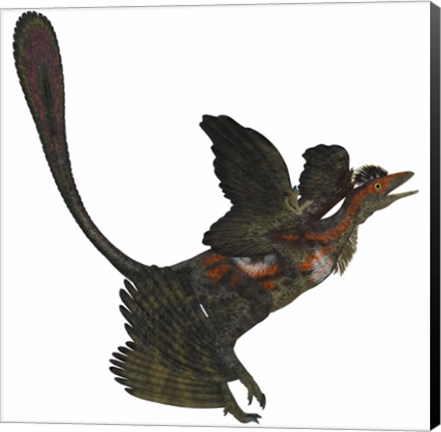 Framed Microraptor, an extinct small flying dinosaur from the Cretaceous Period Print