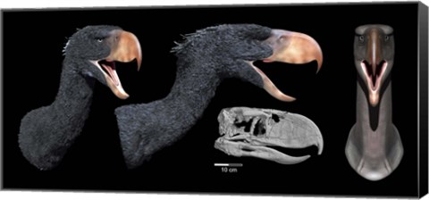 Framed Head reconstruction of Andalgalornis steulleti Print