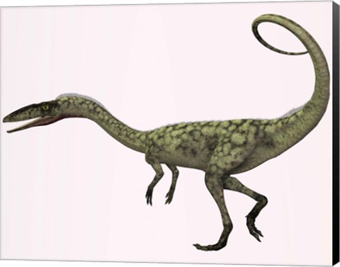 Framed Coelophysis bauri dinosaur from the Triassic Period Print