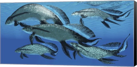 Framed group of Scaumenacia lobe-finned fish from the Devonian period Print
