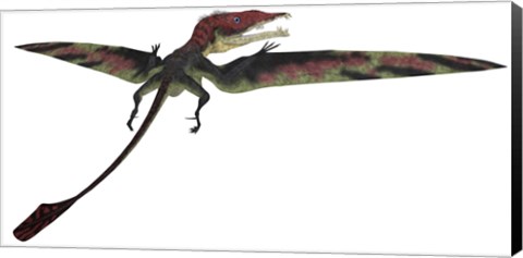 Framed Eudimorphodon was a pterosaur that lived during the Triassic Period Print