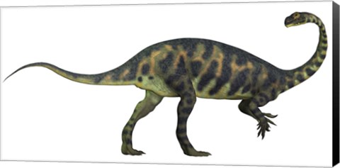 Framed Massospondylus dinosaur fromt he Jurassic Age of Africa Print