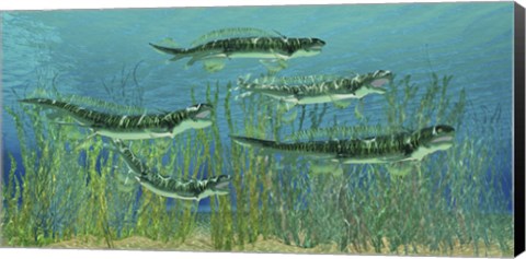 Framed Orthacanthus was a freshwater shark that thrived in the Devonian Period Print