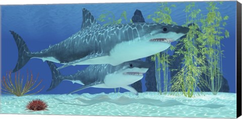 Framed Two Megalodon sharks from the Cenozoic Era Print