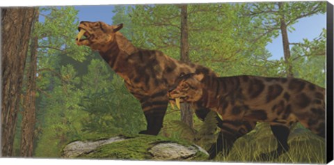 Framed Two Saber-Toothed Cats search for prey in a pine forest Print