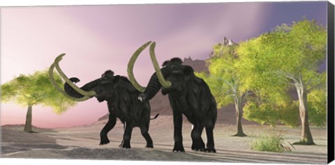 Framed Two Woolly Mammoths searching for better vegetation to eat Print