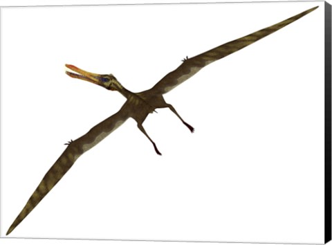 Framed Anhanguera was a fish-eating pterosaur from the Cretaceous era of Brazil Print