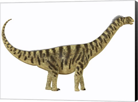 Framed Camarasaurus was a sauropod dinosaur that lived during the Jurassic Age Print