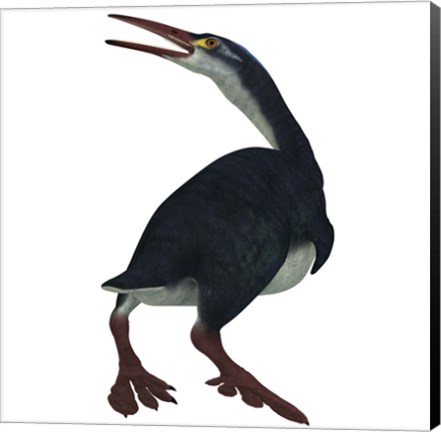 Framed Hesperornis was a a flightless bird that lived during the Cretaceous Period Print