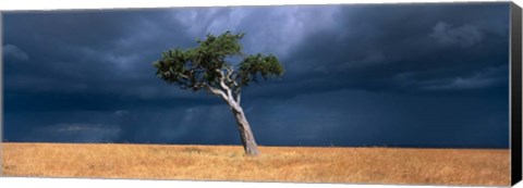 Framed Lone Acacia on Savanna, Masai Mara Game Reserve, Kenya Print