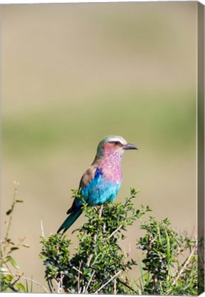 Framed Lilac-breasted Roller sitting on a bush in the Maasai Mara, Kenya Print