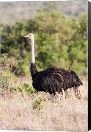 Framed Maasai Ostrich, Tsavo-West National Park, Kenya Print