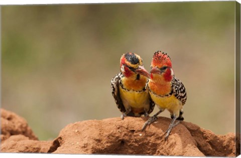 Framed Kenya, Samburu, Red-Yellow Barbet bird Print