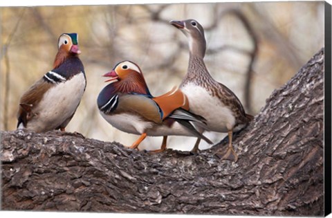 Framed Mandarin Ducks on a branch, Beijing, China Print