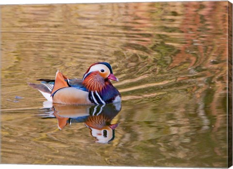 Framed Mandarin Duck, Beijing, China Print