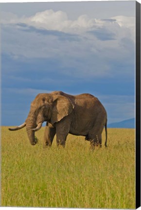 Framed Kenya, Maasai Mara National Park, Male elephant Print