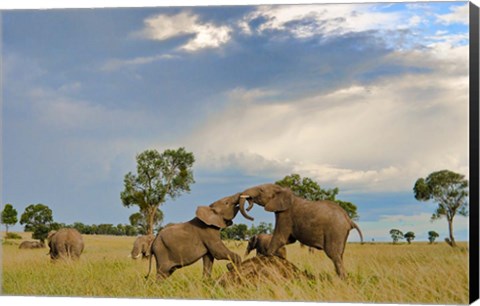 Framed Kenya, Maasai Mara National Park, Young elephants Print