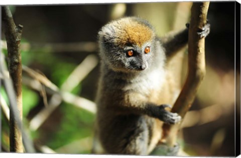 Framed Madagascar, Andasibe, Ile Aux Lemuriens, baby Golden Bamboo Lemur. Print