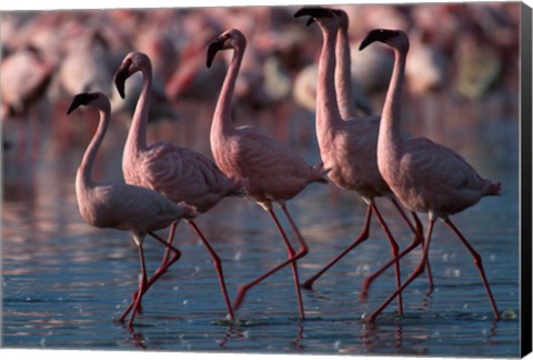 Framed Lesser Flamingoes, Lake Nakuru National Park, Kenya Print