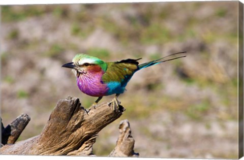 Framed Lilac Breasted Roller, Kruger National Park, South Africa Print