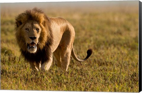 Framed Lion, Ngorongoro Crater, Serengeti National Park, Tanzania Print