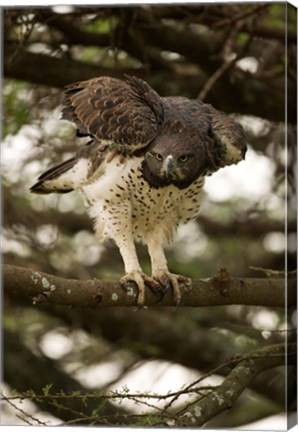 Framed Martial Eagle, Gol Kopjes, Serengeti National Park, Tanzania Print