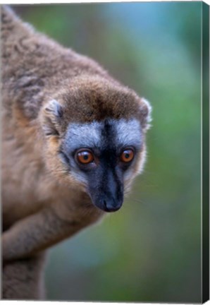 Framed Lemur, Perinet Reserve, Toamasina, Madagascar Print