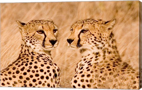 Framed Kenya, Masai Mara National Reserve. Two cheetahs Print