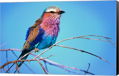 Framed Kenya, Masai Mara, Lilac-breasted roller bird Print