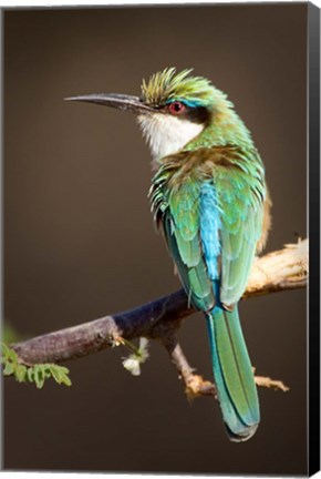 Framed Kenya, Samburu NR, Somali bee-eater, tropical bird Print