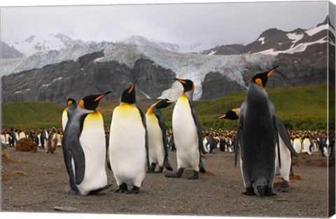 Framed King penguins, Gold Harbor, South Georgia Print